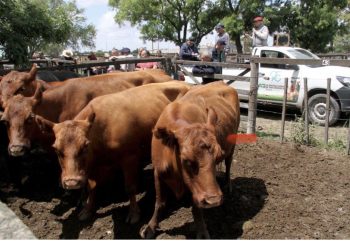 La Agrícola Ganadera, un clásico de San Cayetano