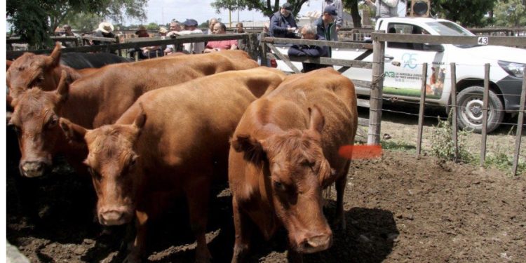 La Agrícola Ganadera, un clásico de San Cayetano