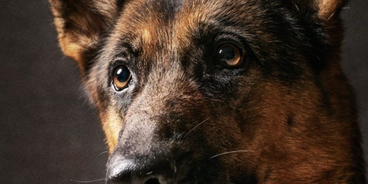 Necochea será sede de una exposición nacional de Ovejeros Alemanes con 140 ejemplares.