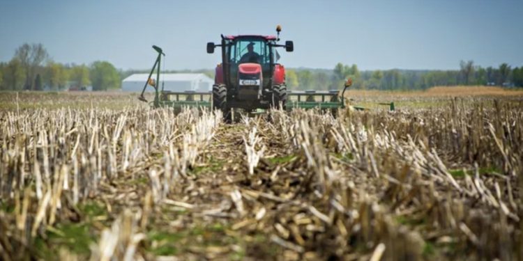 Trigo: la siembra directa perdió terreno en el sudeste