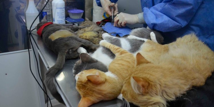 Este sábado habrá un nuevo operativo de castración masiva en el CAPS de Barrio Norte