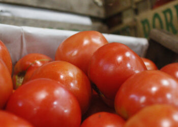 Lo que faltaba: Declaran alerta fitosanitaria nacional por un virus en el tomate en Mar del Plata