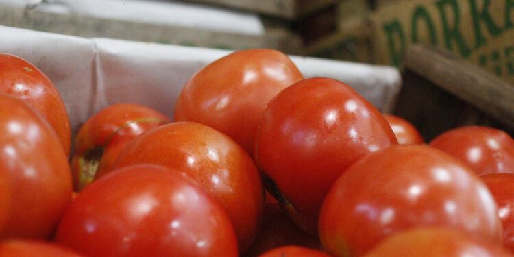 Lo que faltaba: Declaran alerta fitosanitaria nacional por un virus en el tomate en Mar del Plata