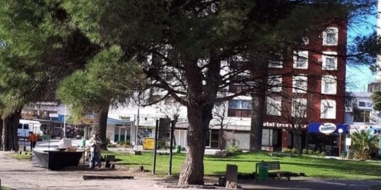 29 de agosto. Día Nacional del árbol.