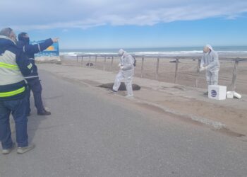 Hay gripe aviar: Dieron positivo los resultados de los hisopados a los lobos marinos muertos