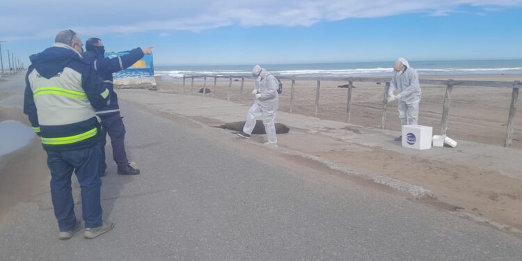 Hay gripe aviar: Dieron positivo los resultados de los hisopados a los lobos marinos muertos