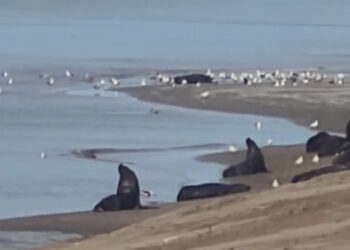 Oficial: Se confirmaron casos positivos de Influenza Aviar en la colonia de lobos y se mantendrá cerrada la Escollera Sur