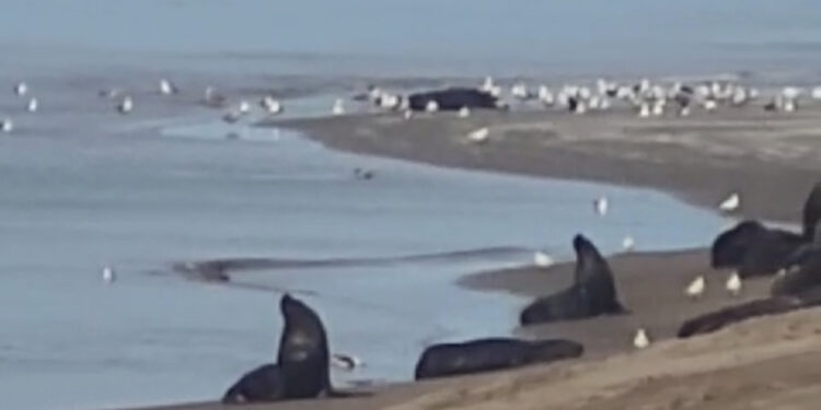 Oficial: Se confirmaron casos positivos de Influenza Aviar en la colonia de lobos y se mantendrá cerrada la Escollera Sur