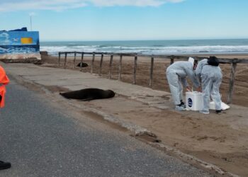 Para estudiar un posible foco de Influenza Aviar en la colonia de lobos marinos, se cerrará preventivamente la Escollera Sur
