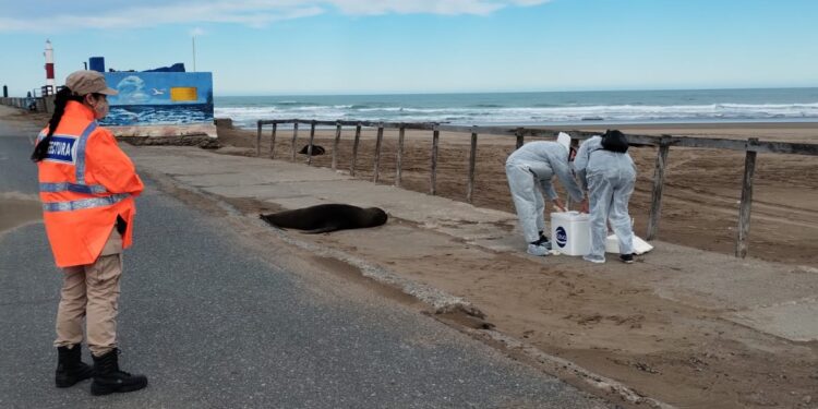 Para estudiar un posible foco de Influenza Aviar en la colonia de lobos marinos, se cerrará preventivamente la Escollera Sur