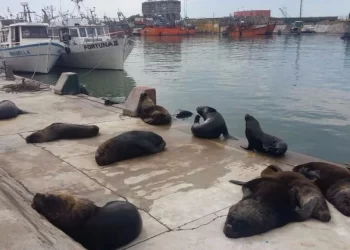 Casi medio centenar de lobos marinos murió en Mar del Plata por la gripe aviar: “Es una cepa agresiva”