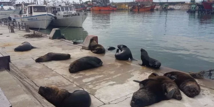 Casi medio centenar de lobos marinos murió en Mar del Plata por la gripe aviar: “Es una cepa agresiva”