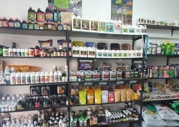 Mar del Plata: Las tiendas de cultivo de cannabis ya no tendrán dificultades para la habilitación comercial