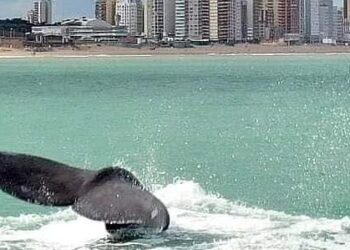 Buscan regularizar el transporte náutico para personas en el avistaje de ballenas