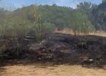 Fue sofocado un incendio en el Parque Miguel Lillo