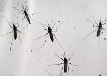 Alertan sobre presencia de mosquitos y recomiendan prevenir picaduras