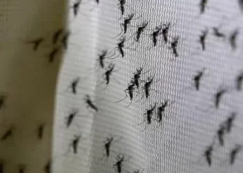 Alertan sobre presencia de mosquitos y recomiendan prevenir picaduras