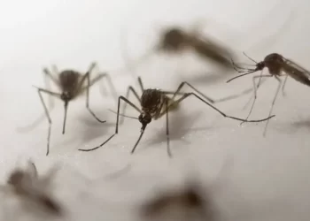Recomendaciones de Bromatología ante el aumento de casos de dengue en el país