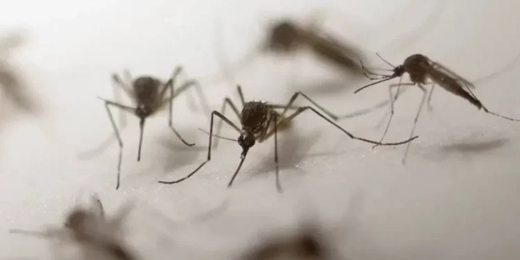 Recomendaciones de Bromatología ante el aumento de casos de dengue en el país