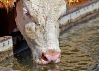 Aconsejan tomar medidas a productores ganaderos por la ola de calor. Por Mario N. Tambascia