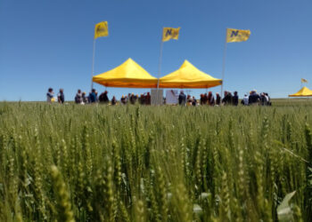 De la mano de la genética, el trigo creció tanto en Necochea que rompió los “techos”.