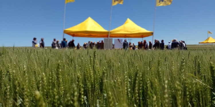 De la mano de la genética, el trigo creció tanto en Necochea que rompió los “techos”.