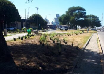 La nueva plaza del Barrio Puerto quedó forestada y faltan detalles para su inauguración