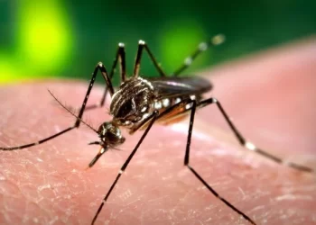 Dengue: se registraron más de 50.000 casos en una semana y la cifra asciende a 232.8996