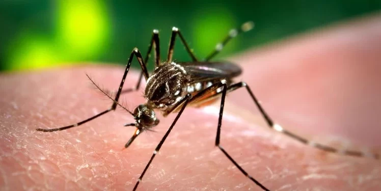 Dengue: se registraron más de 50.000 casos en una semana y la cifra asciende a 232.8996