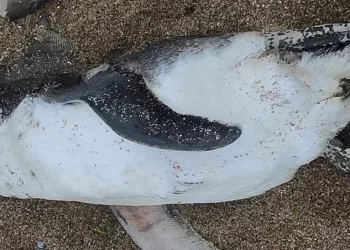 Aparecieron pingüinos muertos en la costa: aseguran que es un fenómeno estacional