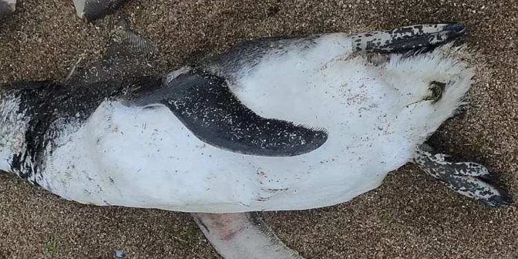 Aparecieron pingüinos muertos en la costa: aseguran que es un fenómeno estacional