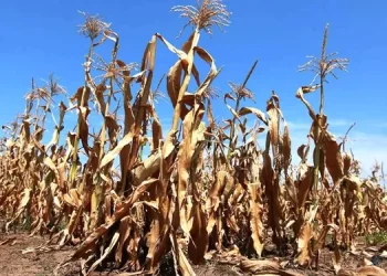 La provincia reclama a Nación la homologación del estado de emergencia agropecuaria
