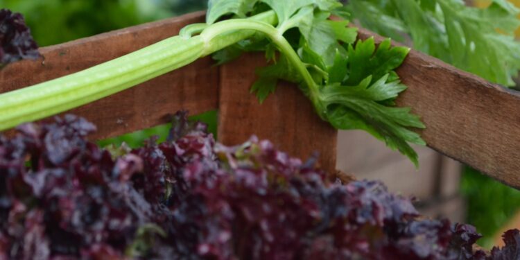 El Barrio Norte recibe a la feria de la comercialización