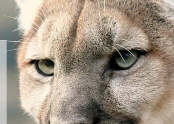 El cuerpo de Guardaparques recorre los senderos del Miguel Lillo ante el posible avistamiento de un puma