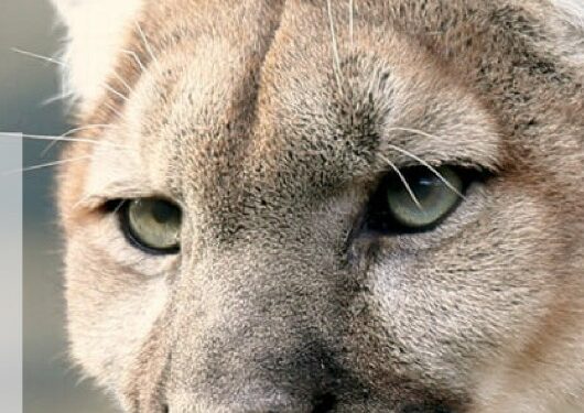 El cuerpo de Guardaparques recorre los senderos del Miguel Lillo ante el posible avistamiento de un puma