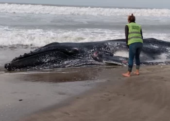 Aparecieron muertas dos ballenas jorobadas