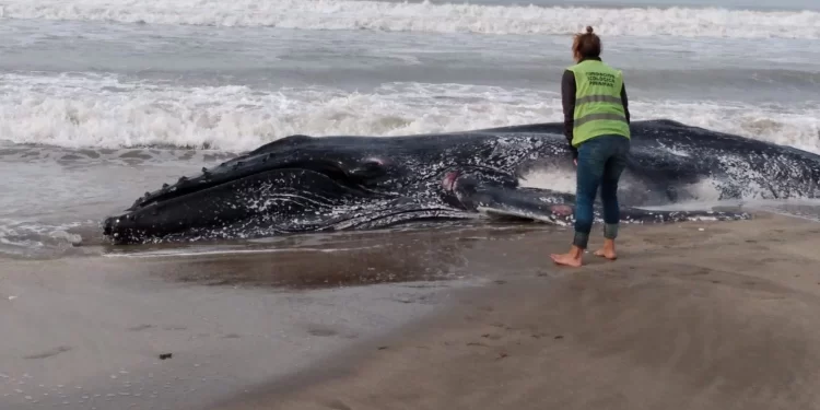 Aparecieron muertas dos ballenas jorobadas