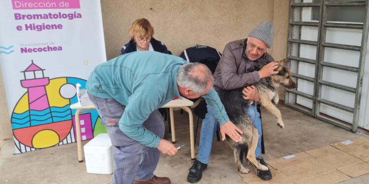 Vacunaron 35 animales contra la rabia en el operativo gratuito de Bromatología