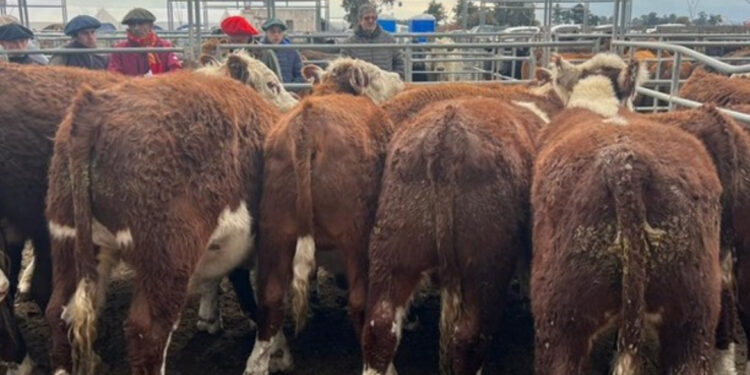 Campos y Ganados SA realizó unn gran remate en Claráz y ya se prepara para Palermo