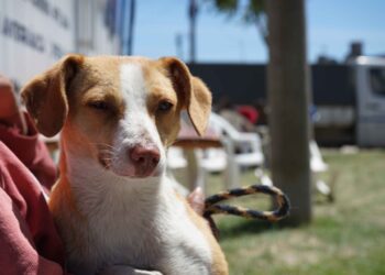 Nueva jornada de castración masiva en Obras Sanitarias