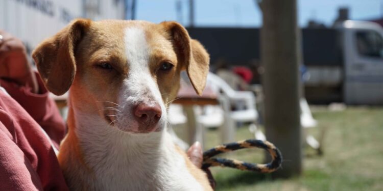 Nueva jornada de castración masiva en Obras Sanitarias