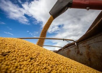 Se derrumba la soja y su precio es el más bajo de los últimos 18 años
