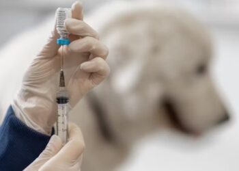 Más de 80 mascotas vacunadas en un operativo realizado en el CAPS Sur