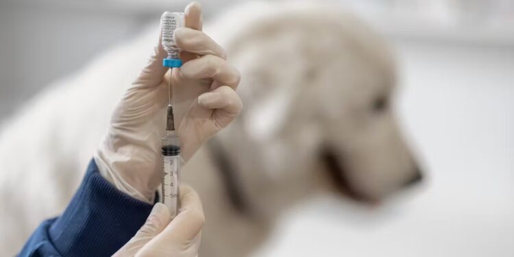 Más de 80 mascotas vacunadas en un operativo realizado en el CAPS Sur