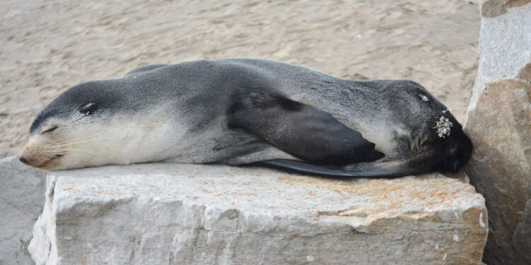 Lobos marinos subantárticos en las costas de Mar del Plata