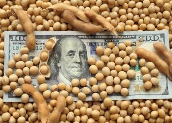 Se derrumba la soja y su precio es el más bajo de los últimos 18 años