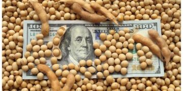 Se derrumba la soja y su precio es el más bajo de los últimos 18 años