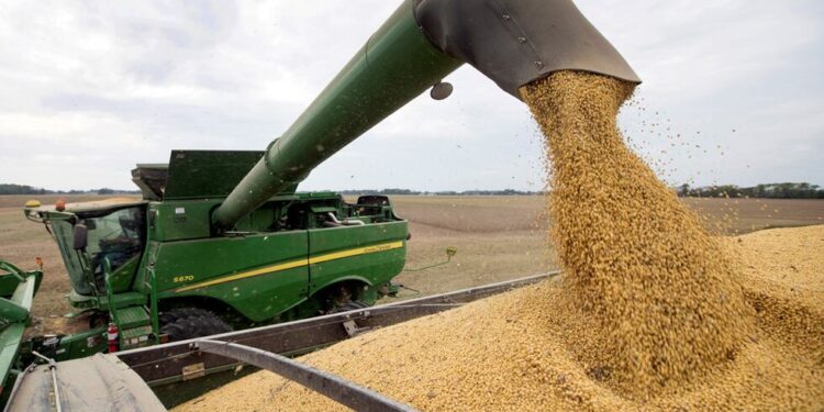 Se derrumba la soja y su precio es el más bajo de los últimos 18 años
