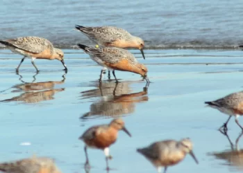 “En busca del playero rojizo”: salida desde Turismo para observar aves migratorias