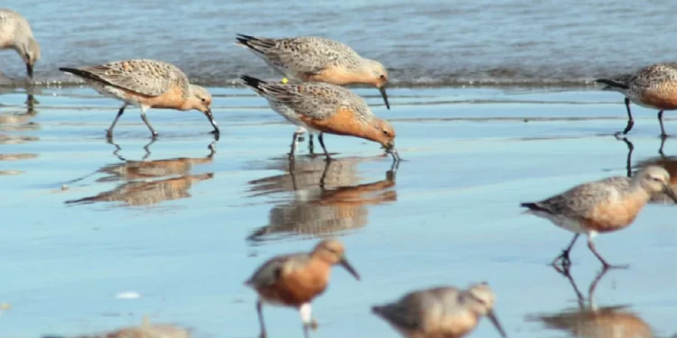 “En busca del playero rojizo”: salida desde Turismo para observar aves migratorias